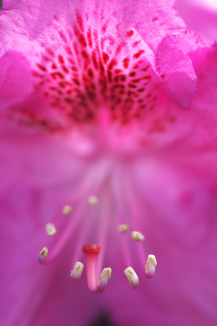 Closeup of the stamens on a Rhododendron flower