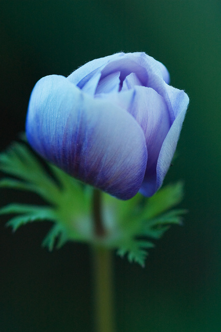 Closeup of a blue Anemone flower