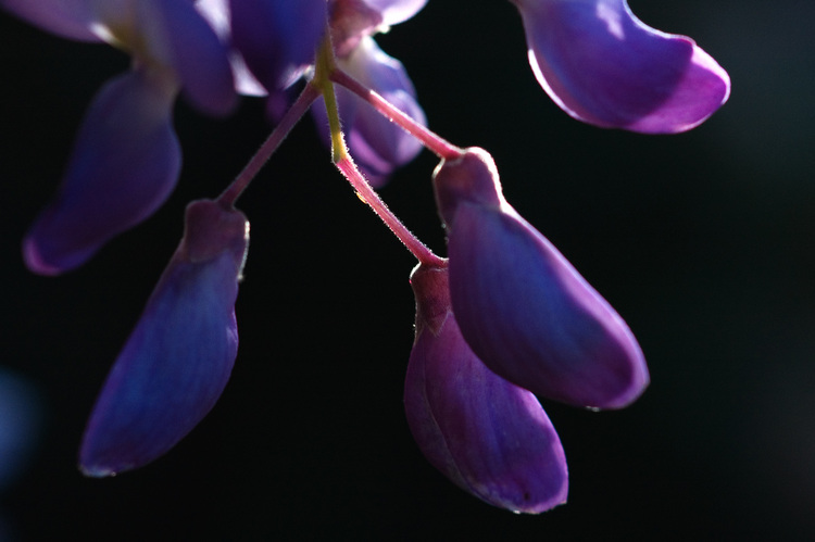 Closeup of a Wisteria flower