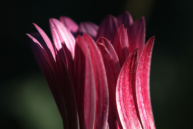 Closeup of an Arctotis flower