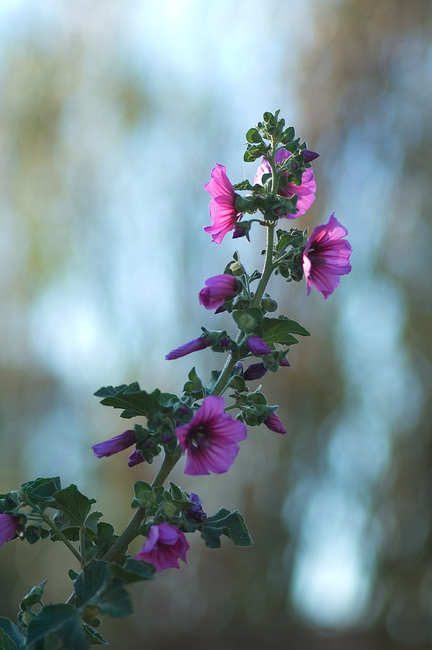 A spray of flowers on a Mallow