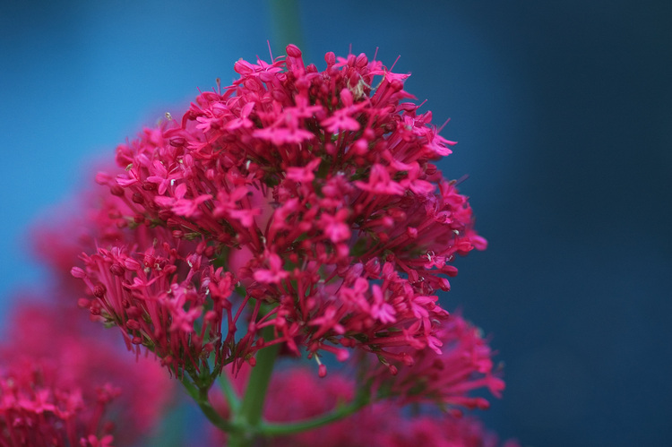 Closeup of Mediterranean Red Valerian flowers
