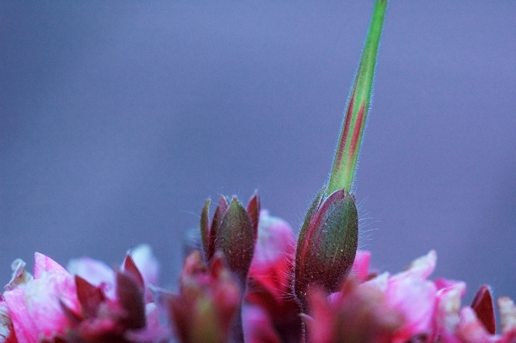 Closeup of a geranium seed