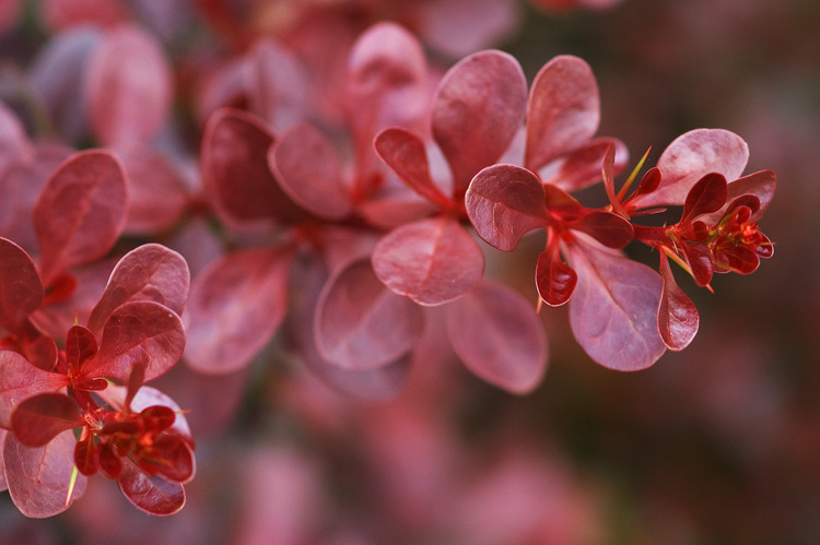 Closeup of red foliage