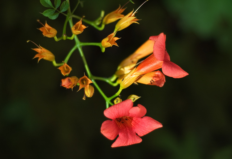 Closeup of orange and red trumpet-shaped flowers