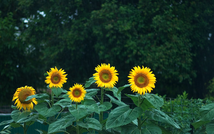 A group of sunflowers