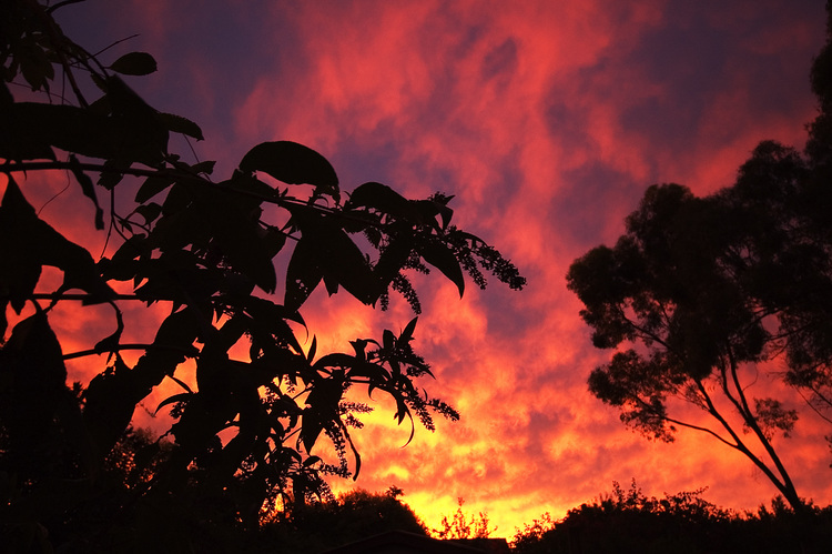 A Buddleia plant silhouetted against a sunset sky