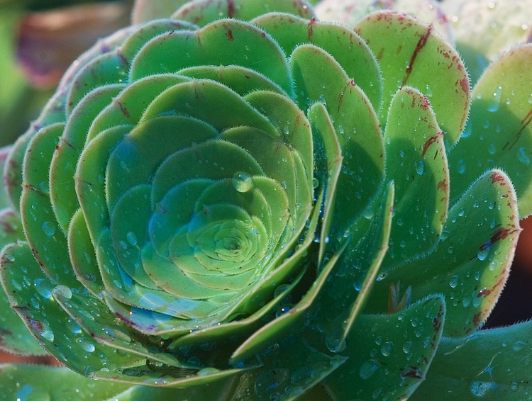 Closeup of a succulent plant with water drops sitting on it