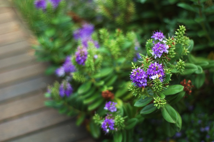 Closeup of a purple Hebe flower