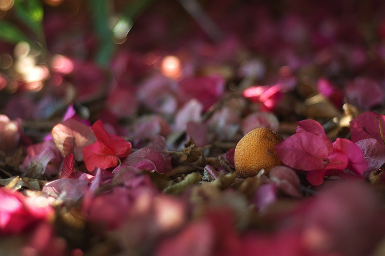 A lemon surrounded by bougainvillea bracts and dried leaves