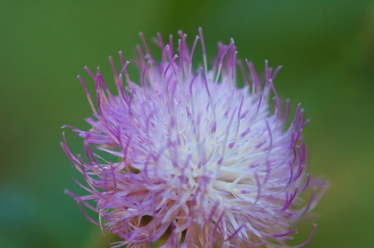 Closeup of an fluffy mauve flower