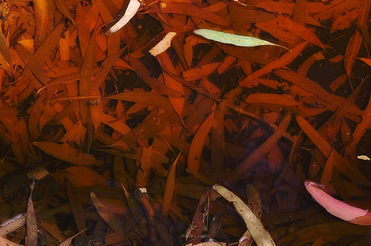 Leaves submerged in reddish water