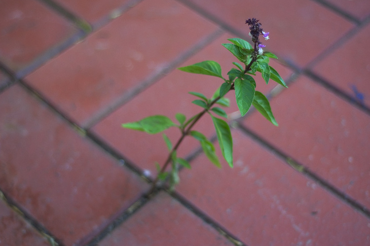 A salvia plant growing through the gap between bricks