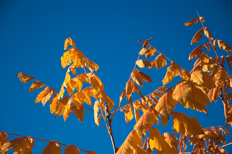 Autumn leaves against a blue sky