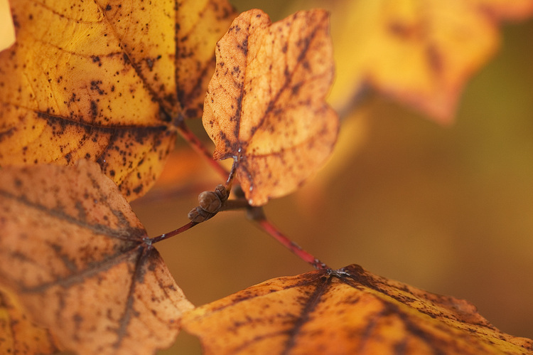 Closeup of autumn sycamore tree leaves