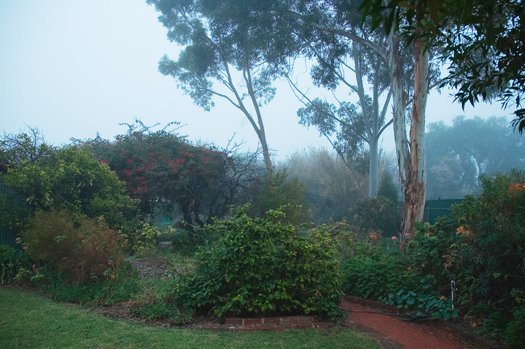 The garden on a misty morning