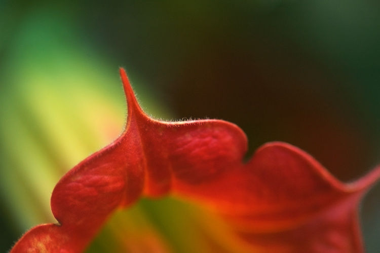 Closeup of a large trumpet-shaped orange flower