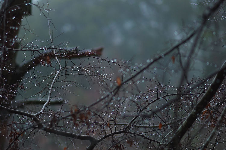 Rain drops on Birch trees against a misty background