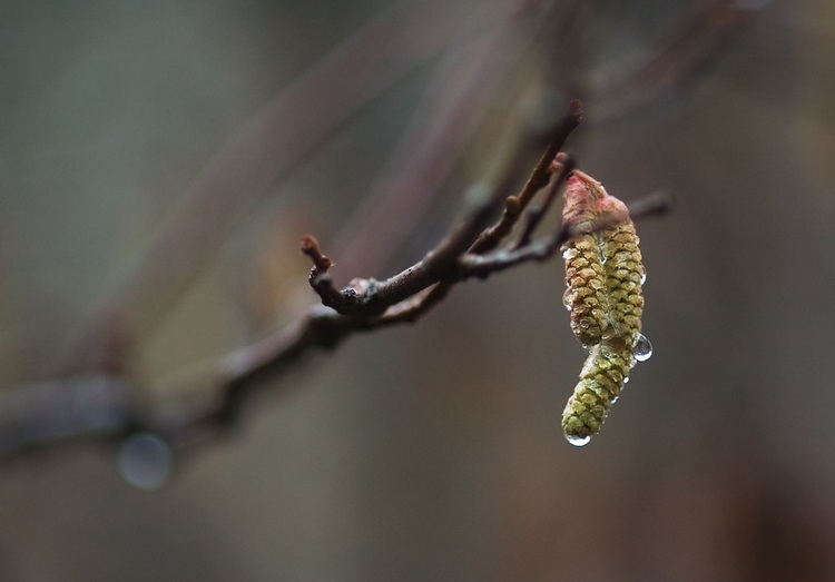 Closeup of rain drops on a Birch tree