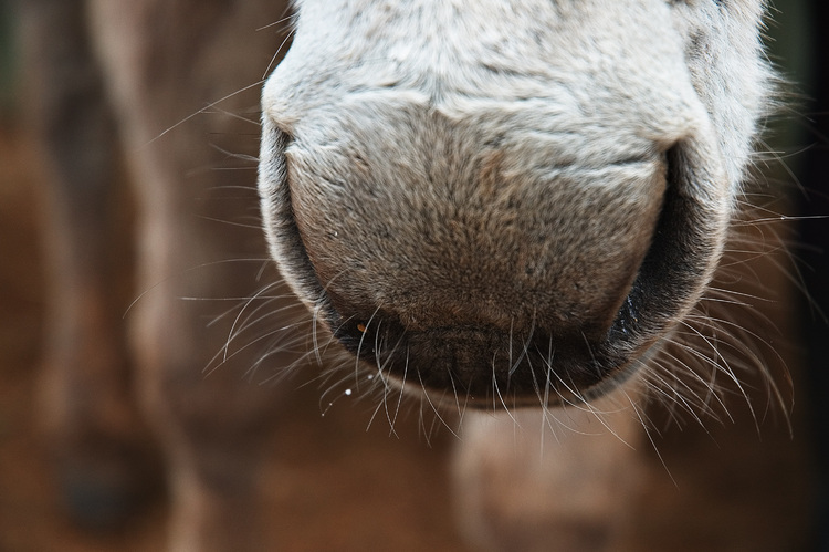 Closeup of a donkey's nose