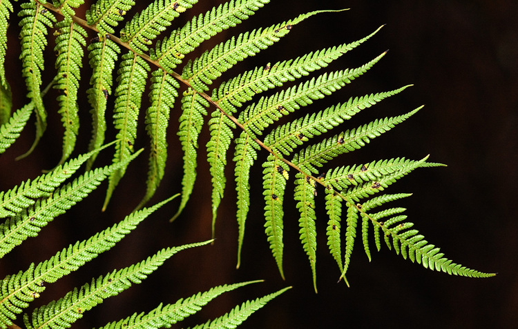 A free fern frond, against a dark background