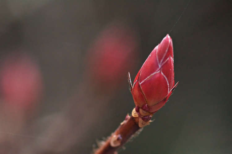 Closeup of a small Rhododendron bud