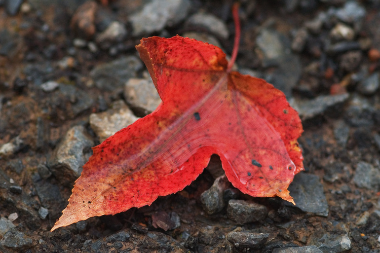 Closeup of water on a fallen autumn leaf