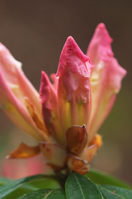 Closeup of a pink Rhododendron bud just opening