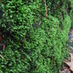 Moss covered wall