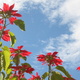 Red flowers against blue sky