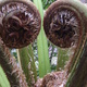 A pair of new fern fronds