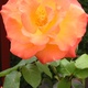 Pinky-orange coloured rose