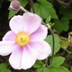 Japanese Anemone flower and bud