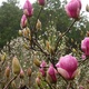 Magenta coloured Magnolia flowers