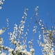 Plum blossom against blue sky