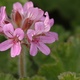 Closeup of a small pink geranium