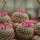 Pink cactus flowers