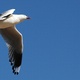 A seagull flies overhead