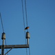 A pigeon sitting on a wire, lit by a sunset