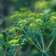 Euphorbia flower heads