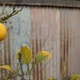 A lemon on its tree