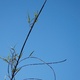 Bamboo stems against a blue sky