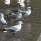 Seagulls standing in shallow water