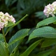 Hydrangea leaves and flowers