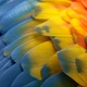 Closeup of a parrot's wing