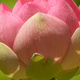 Closeup of a Lotus flower