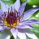 Closeup of a Water Lily