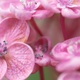 Closeup of pink hydrangea flowers