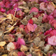 Bougainvillea bracts covering the ground