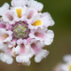 Closeup of Lippia flower